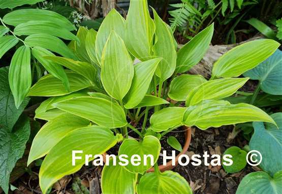 Hosta Swirls Design